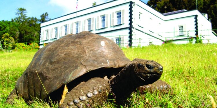 صورة السلحفاة العملاق جوناثان تزين طابع بريد وعملة في عيد ميلاده رقم 190