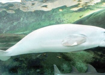 Nearly 10 per cent of marine life threatened with extinction