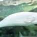 Nearly 10 per cent of marine life threatened with extinction