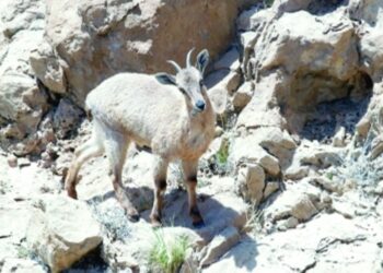 محمية جبل قهوان.. تنوع أحيائي وإرث إنساني
