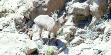 محمية جبل قهوان.. تنوع أحيائي وإرث إنساني