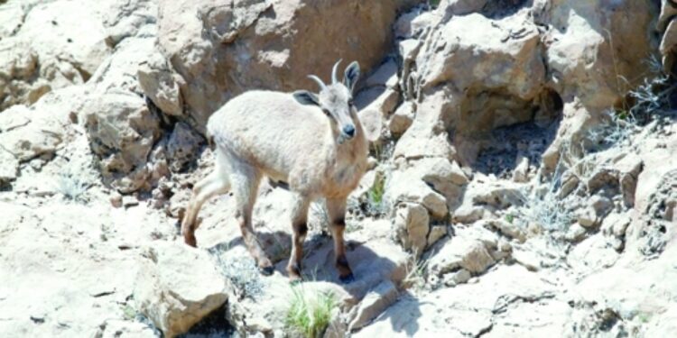 محمية جبل قهوان.. تنوع أحيائي وإرث إنساني 1 محمية جبل قهوان.. تنوع أحيائي وإرث إنساني