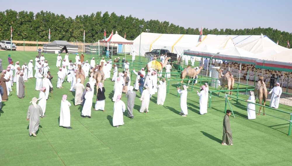 تواصل مهرجان حمراء الدروع للإبل بعبري 1 تواصل مهرجان حمراء الدروع للإبل بعبري