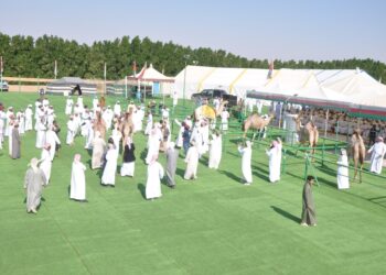 تواصل مهرجان حمراء الدروع للإبل بعبري