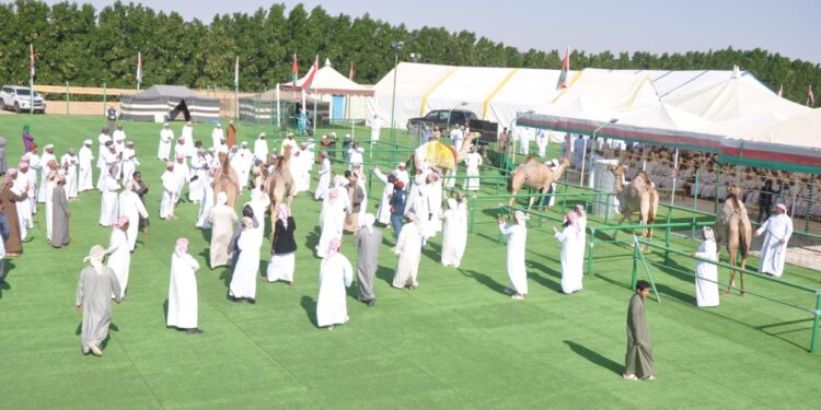 تواصل مهرجان حمراء الدروع للإبل بعبري