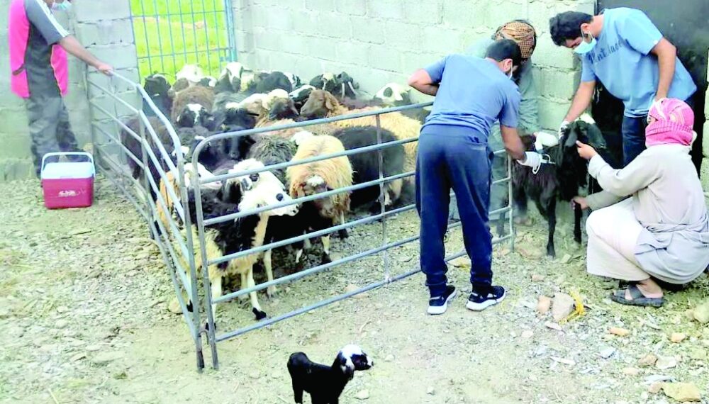 تحصن عن الحمى القلاعية والتسمم المعوي والدموي واللقاح بـ”ضنك”