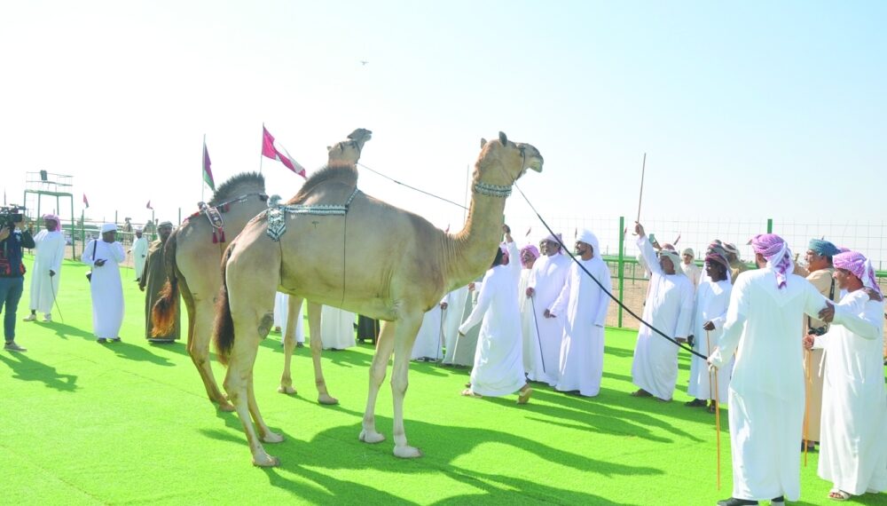 السبت.. ختام فعاليات حمراء الدروع للإبل بعبري 1 السبت.. ختام فعاليات حمراء الدروع للإبل بعبري