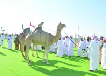 السبت.. ختام فعاليات حمراء الدروع للإبل بعبري