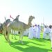 السبت.. ختام فعاليات حمراء الدروع للإبل بعبري