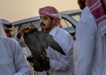 In Qatar, the Sport of falconry gets some upgrades