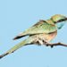 As winter begins, bee-eaters take flight over parks, farms