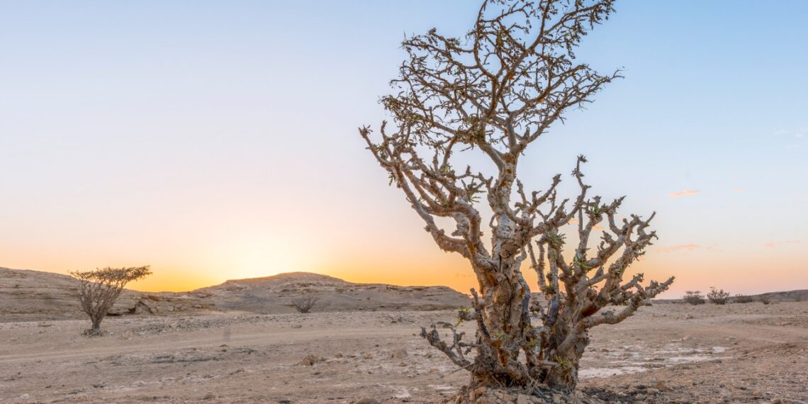 5 مواقع عُمانية مسجلة في قائمة التراث العالمي تعزز المقومات السياحية وتجلب الاستثمار للقطاع