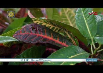 إثراء المكاتب بالنباتات، قد يزيد إنتاجية العاملين بنسبة تصل إلى 15%