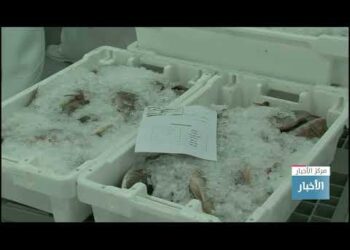 ارتفاع إنتاج الأسماك في سلطنة عُمان بنسبة 3.1 % بنهاية سبتمبر الماضي