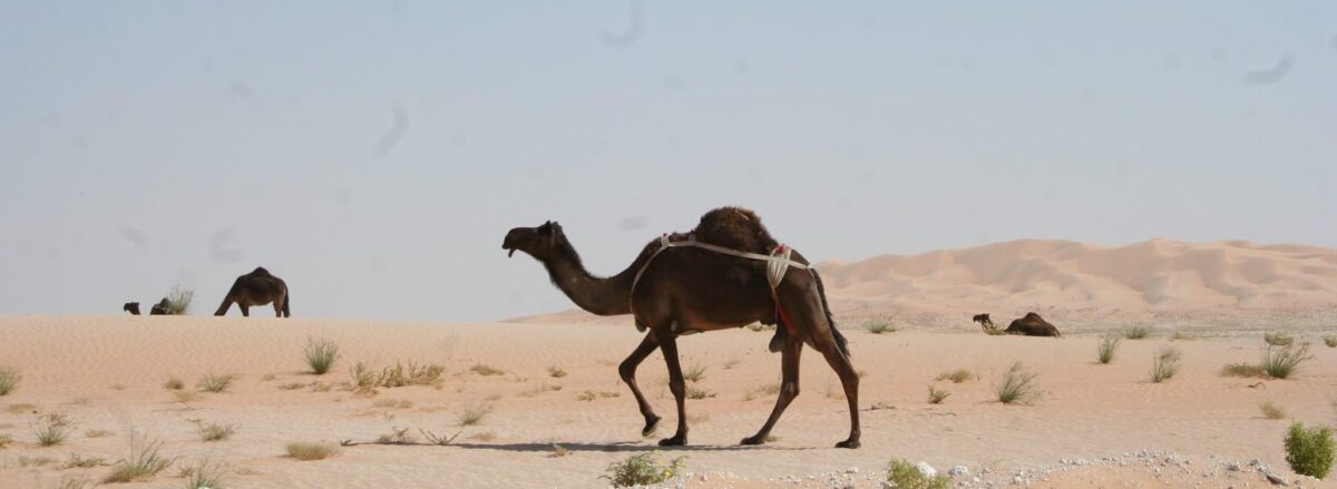 (الرحال) يعصر صحراء الربع الخالي 20 4DCC5035 95E7 4CA5 A5CC 21C9F3A54747