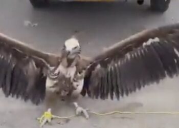 هيئة البيئة .. توضّح حول النسر المعروض للبيع في أحد الأسواق