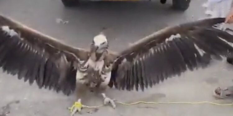 هيئة البيئة .. توضّح حول النسر المعروض للبيع في أحد الأسواق