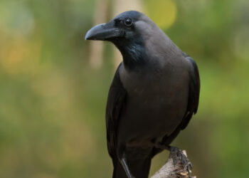 هيئة البيئة تواصل جهودها لمكافحة الطيور الغازية بمحافظة ظفار