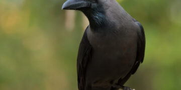 هيئة البيئة تواصل جهودها لمكافحة الطيور الغازية بمحافظة ظفار