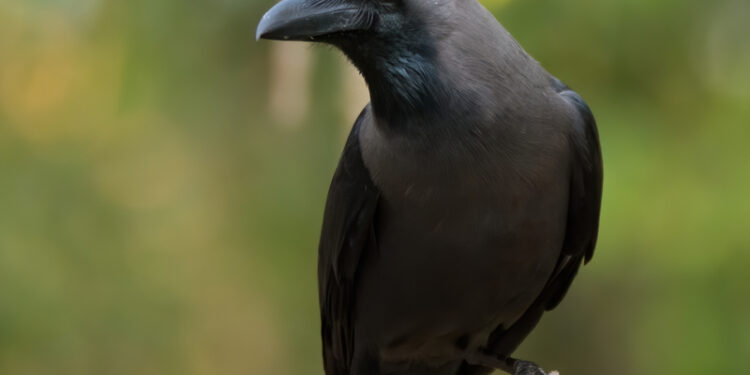 هيئة البيئة تواصل جهودها لمكافحة الطيور الغازية بمحافظة ظفار