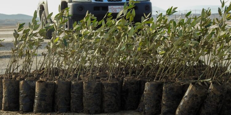 <br>تنفيذ حملة استزراع لأشجار القرم بولاية مصيرة 1 D672D297 F789 45E0 986F 4FB51D194CAA