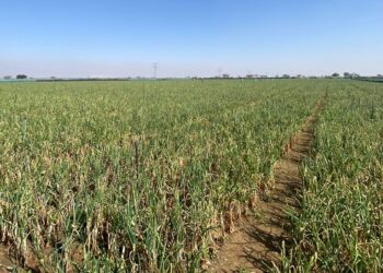 أكثر من 850 طنًّا إنتاج ولاية محضة لعدد من المحاصيل الزراعية