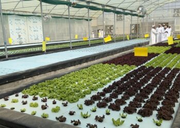 نجاح مشروع الاستزراع الأحيومائي بولاية محضة بمحافظة البريمي