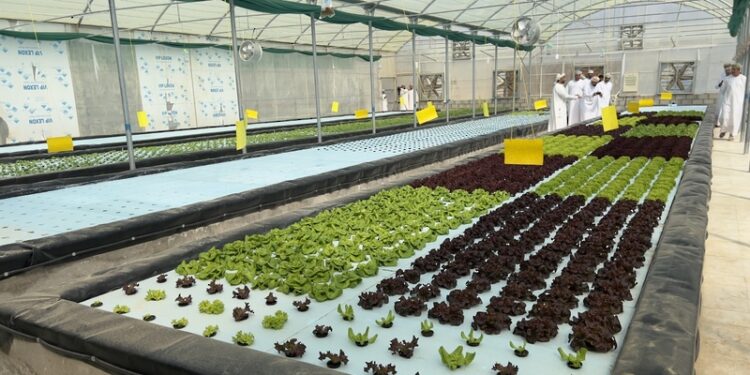 <br>نجاح مشروع الاستزراع الأحيومائي بولاية محضة بمحافظة البريمي 1 نجاح مشروع الاستزراع الأحيومائي بولاية محضة بمحافظة البريمي