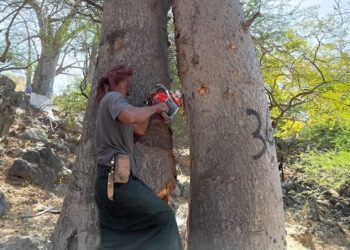 هيئة البيئة تواصل جهودها لمكافحة الآفات الحشرية بجبال محافظة ظفار