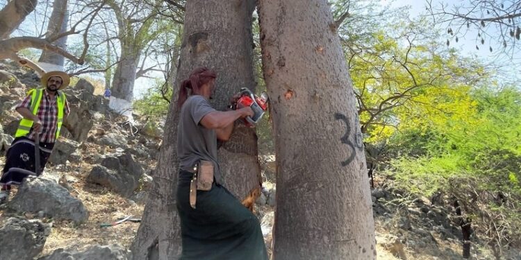 هيئة البيئة تواصل جهودها لمكافحة الآفات الحشرية بجبال محافظة ظفار