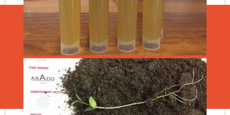 دراسة بحثية عُمانية تظهر وجود مستوى متفاوت للبرولين