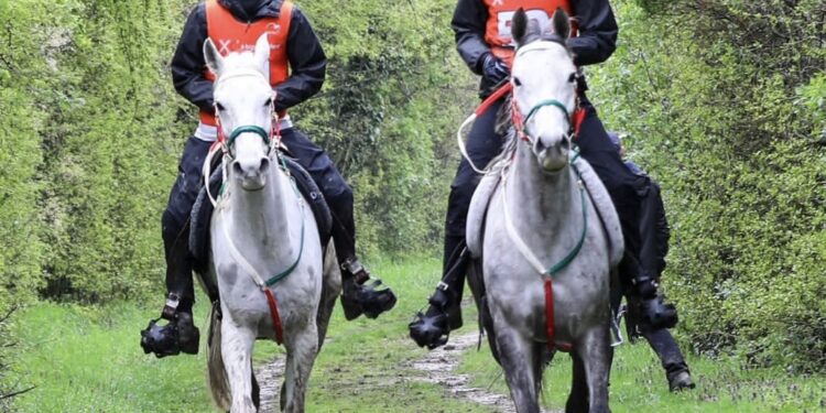 الفارسان العمانيان لؤي وعلي آل سعيد يجتازان بنجاح سباق سلوفاكيا للقدرة