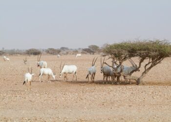 حيوان المها العربي.. موروث بيئي وهوية رئيسة للتاريخ الطبيعي العُماني