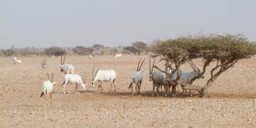 حيوان المها العربي.. موروث بيئي وهوية رئيسة للتاريخ الطبيعي العُماني