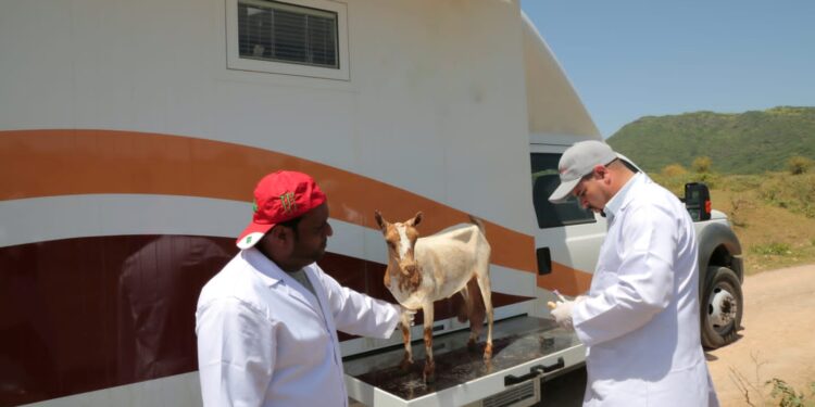 سلطنة عُمان تشارك العالم في الاحتفاء باليوم العالمي للطبيب البيطري