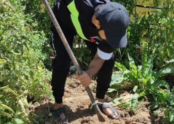 مشروع منزلي بولاية عبري يزرع أكثر من 60 صنفًا زراعيًّا عضويًّا