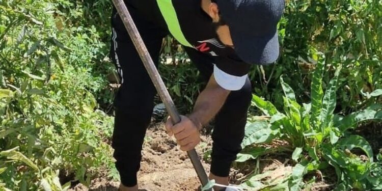 مشروع منزلي بولاية عبري يزرع أكثر من 60 صنفًا زراعيًّا عضويًّا