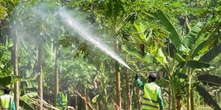 إطلاق حملة مكافحة حشرة خنفساء أوراق النارجيل والذبابة البيضاء بمحافظة ظفار 1 إطلاق حملة مكافحة حشرة خنفساء أوراق النارجيل والذبابة البيضاء بمحافظة ظفار