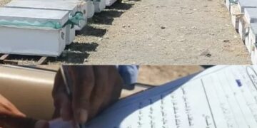 ضبط وتحرير مخالفات نقل خلايا قبل الحصول على تصريح بشمال الباطنة