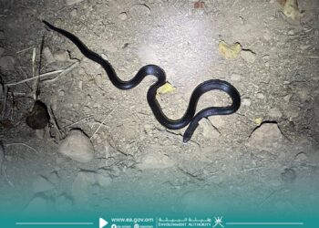 انطلاق أعمال مشروع مسح الأفاعي في ظفار