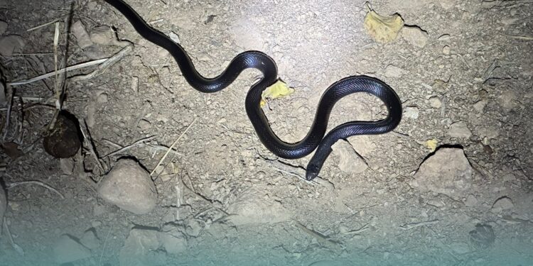 انطلاق أعمال مشروع مسح الأفاعي في ظفار