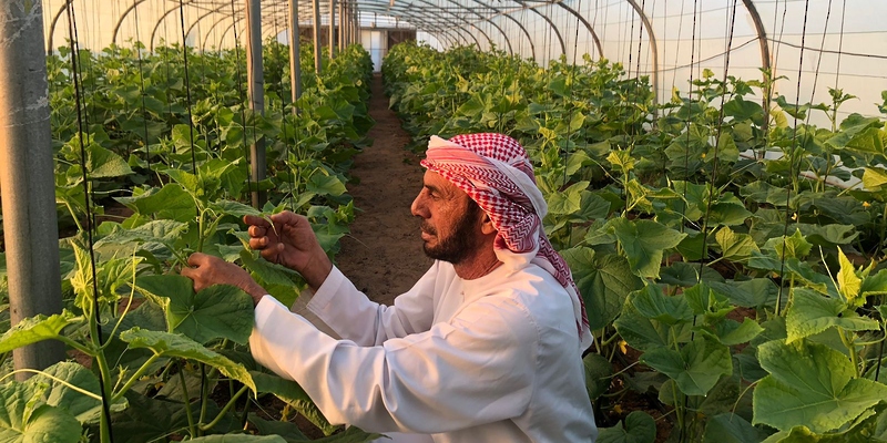 الزراعة في البيوت المحمية.. نموذج لاهتمام المواطن العُماني بمهنة الزراعة 2 IMG 5773