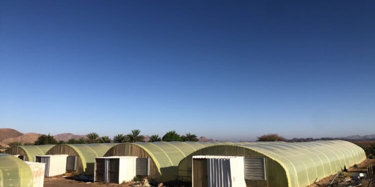 الزراعة في البيوت المحمية.. نموذج لاهتمام المواطن العُماني بمهنة الزراعة 1 الزراعة في البيوت المحمية.. نموذج لاهتمام المواطن العُماني بمهنة الزراعة