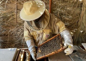 إنتاج أكثر من 11 طنًا من عسل السمر لعام 2023 بمحضة