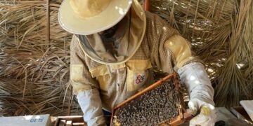 إنتاج أكثر من 11 طنًا من عسل السمر لعام 2023 بمحضة