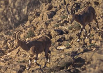 سلطنة عُمان تحتفل باليوم العالمي للتنوع الأحيائي