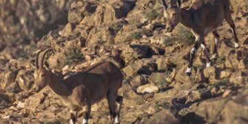 سلطنة عُمان تحتفل باليوم العالمي للتنوع الأحيائي