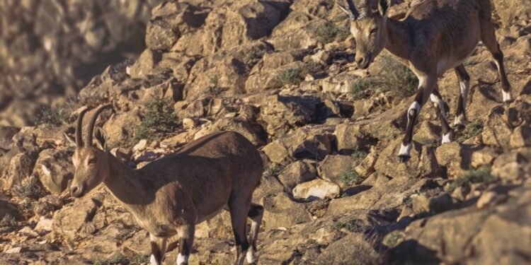 سلطنة عُمان تحتفل باليوم العالمي للتنوع الأحيائي