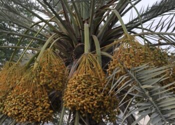 أكثر من 13 مليون ريال عُماني لفرص استثمارية في قطاع الصناعات الغذائية