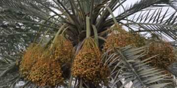 أكثر من 13 مليون ريال عُماني لفرص استثمارية في قطاع الصناعات الغذائية